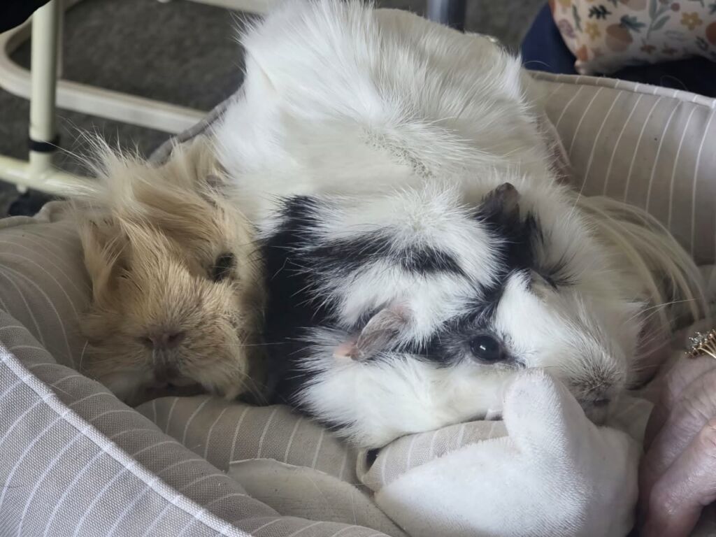 Therapy guinea pigs Pumbaa and Simba, care home pets Dorset residents love