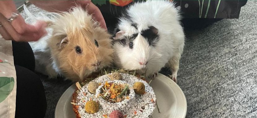 Meet Our Therapy Guinea Pigs – Simba and Pumba | Chestnuts